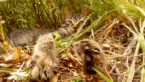 gray-little-wild-cat,-paws-and-tongue,-in-the-bushes-and-grass-in-the-forest,-close-up