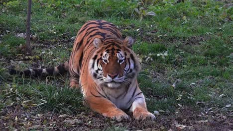 Bengal-Tiger-Ruhen