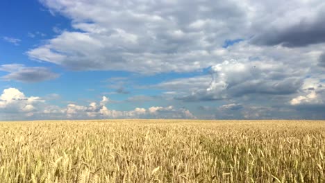 Weizen-Feld-an-einem-sonnigen-Tag