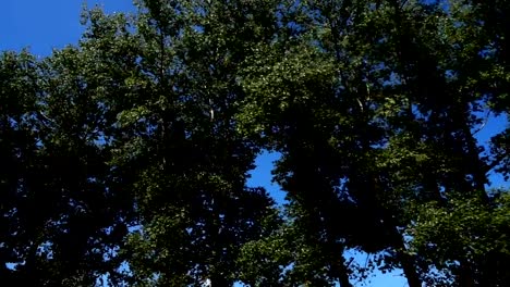 Tops-of-trees.	Shooting-in-the-movement.