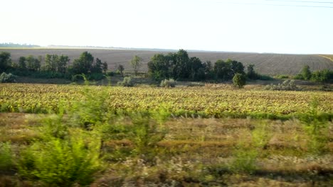 Agricultural-fields.