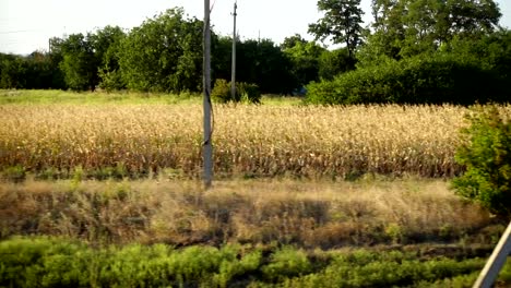 Agricultural-fields.