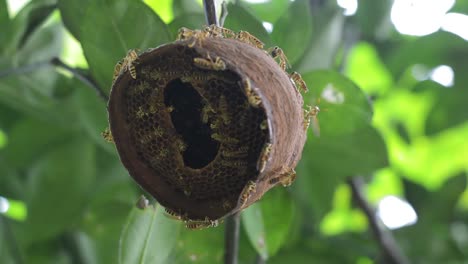 Wespe-Nest-niedrigen-Winkel