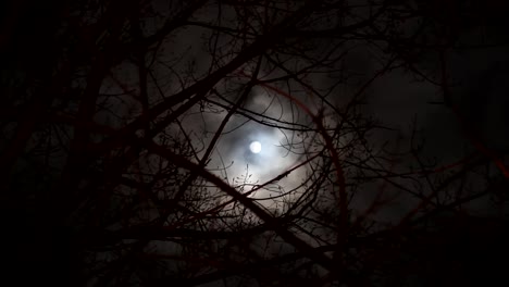 Vollmond-an-einem-bewölkten-Himmel,-durch-die-Äste-der-Bäume-gesehen