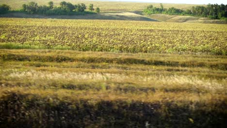 Landwirtschaftlich-genutzten-Feldern.-Schießen-in-der-Bewegung.