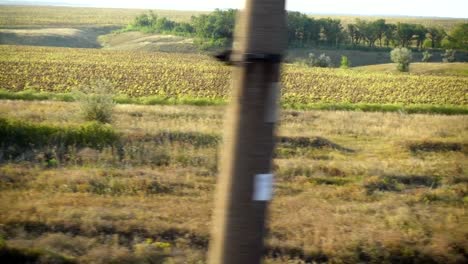 Agricultural-fields.-Shooting-in-the-movement.