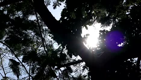 bajo-el-lente-de-sunbeam-árbol-flare-001