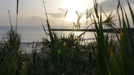 Evening-Beach-Panorama-Through-Tropical-Plants