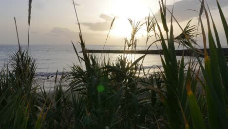 Panorama-de-la-playa-de-noche-a-través-de-plantas-tropicales