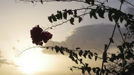 Blühender-Baum-Zweig-Silhouette-und-Wolkengebilde