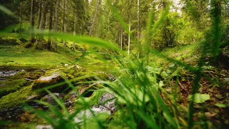 Schöne-Aussicht-auf-den-See-und-Wald,-Österreich