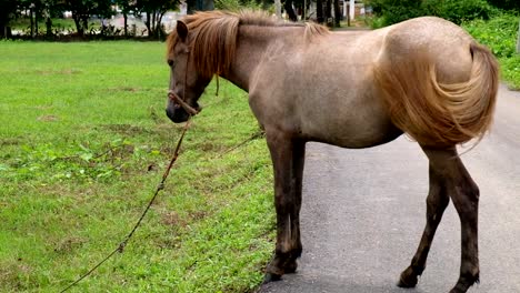 Close-up-braune-Pferd-auf-der-Straße,-Chiang-Mai,-Thailand