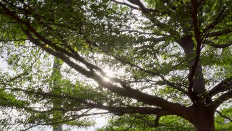 Sun-Ray-Flare-deslizando-el-árbol