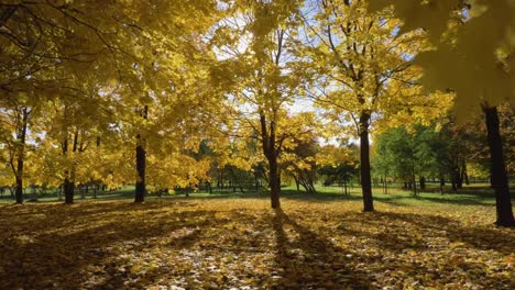 Park-oder-Wald-mit-gelben-Ahornbäumen-im-sonnigen-Herbsttag.-Kamera-ist-Moving-Forward