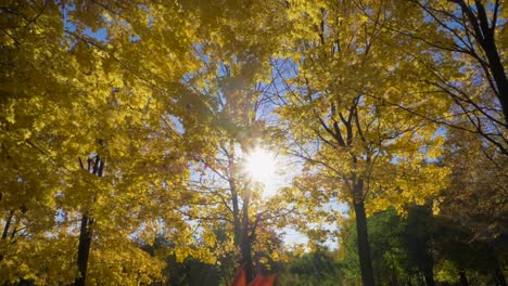 Falling-Leaf-and-Golden-Yellow-Maple-Trees-in-Autumn-Park-at-Sunny-Day