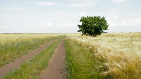 Die-Straße-zwischen-den-Feldern-des-Weizens.-Weizenfeld.