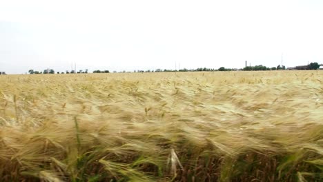 Campo-de-trigo.-Trigo-maduro.