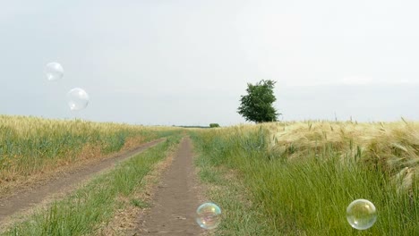 Seifenblasen-auf-einem-Weizenfeld.