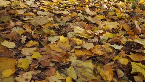 Herbst-gelbes-Laub-closeup