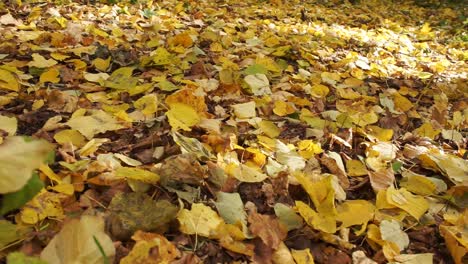 Gefallenen-gelben-Laub-closeup