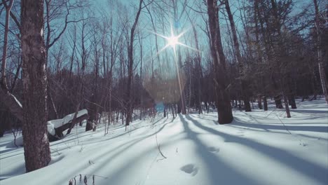 Slow-Motion-Blick-auf-schönen-verschneiten-Winterwald-gleiten.-Sonnigen-Tag