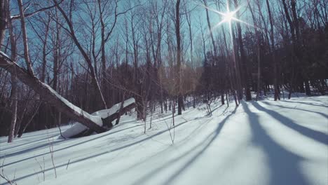 Movimiento-de-lento-desplazamiento-vista-bosque-hermoso-invierno-cubierto-de-nieve.-Día-soleado