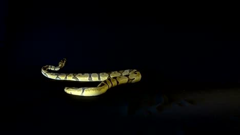 Royal-or-Ball-Python-snake