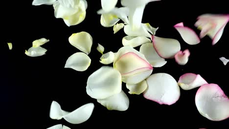 Petals-of-a-white-rose-fall-on-a-black-background.-Slow-motion.