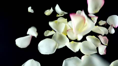 Petals-of-a-white-rose-fall-on-a-black-background.-Slow-motion.