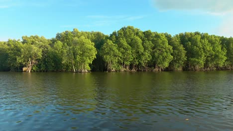 Mangroves-forest-at-Chanthaburi,-Thailand