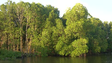 Mangroven-Wald-in-Chanthaburi,-Thailand