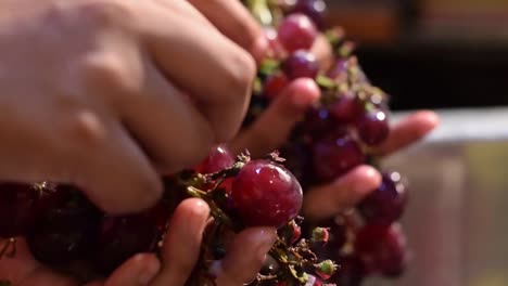 Grape-fruit-home-wine-processing-removing-fruit-from-stem