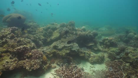 Arrecife-de-coral-y-peces-tropicales.-Filipinas,-Mindoro