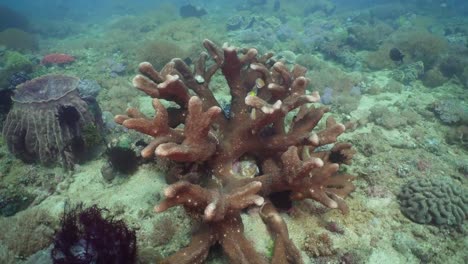 Coral-reef-and-tropical-fish.-Philippines,-Mindoro