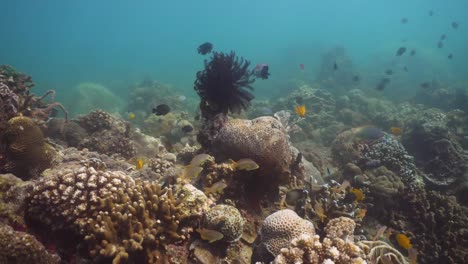 Arrecife-de-coral-y-peces-tropicales.-Filipinas,-Mindoro