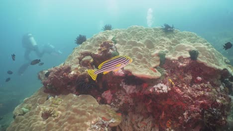 Korallenriff-und-tropischen-Fischen.-Philippinen,-Mindoro