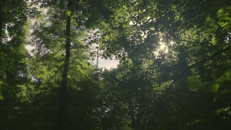 Bosque-de-árboles-lenta-llamarada-de-sol