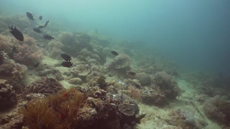 Coral-reef-and-tropical-fish.-Philippines,-Mindoro