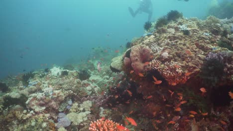 Arrecife-de-coral-y-peces-tropicales.-Filipinas,-Mindoro