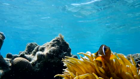 Clownfische-Leben-in-ihre-Seeanemone