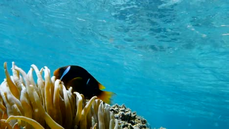 Clownfish-living-in-their-sea-anemone