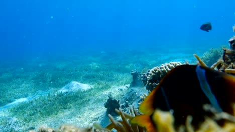 Clownfische-Leben-in-ihre-Seeanemone