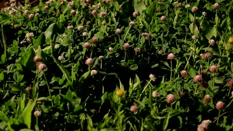 campo-del-trébol-de-flor-en-un-día-de-verano.