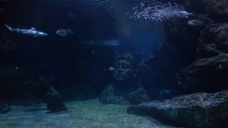 Schöne-Fische-im-Aquarium-auf-Dekoration-der-aquatischen-Pflanzen-Hintergrund.