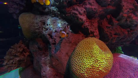 Hermosos-peces-en-el-acuario-con-decoración-de-acuático-plantas-de-fondo.