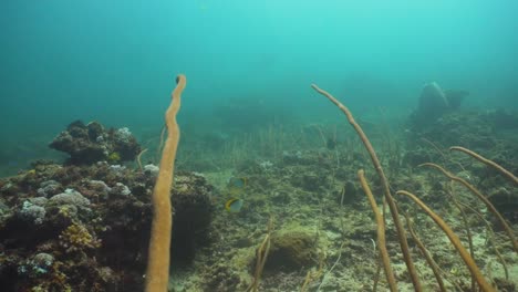 Arrecife-de-coral.-Filipinas,-Mindoro