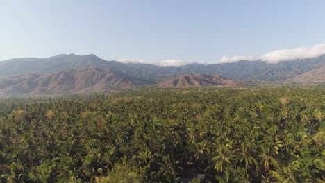 Tropische-Landschaft-mit-Palmen-und-Berge