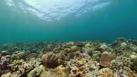 Arrecife-de-coral-y-peces-tropicales