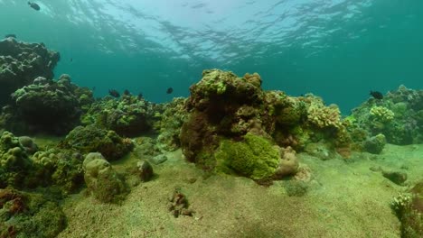 Arrecife-de-coral-y-peces-tropicales