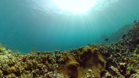 Arrecife-de-coral-y-peces-tropicales